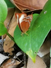 Abisara saturata kausambioides