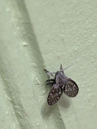 Unknown species found near Berea, KY, USA