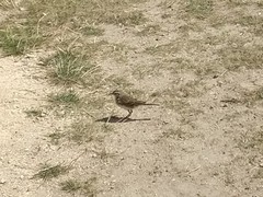 Anthus novaeseelandiae novaeseelandiae