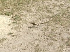 Anthus novaeseelandiae novaeseelandiae