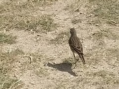 Anthus novaeseelandiae novaeseelandiae