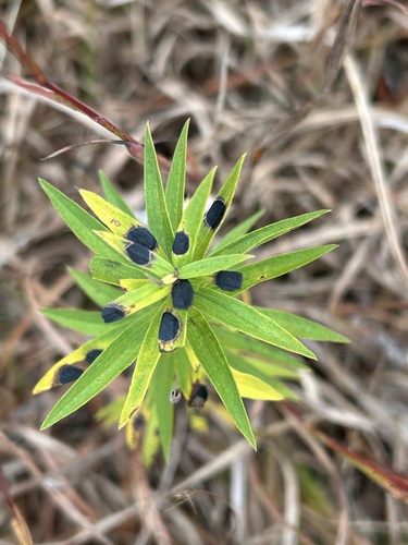 Unknown species found near Aquia Harbour, Stafford, VA, US