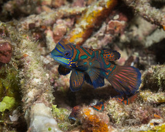 Synchiropus splendidus