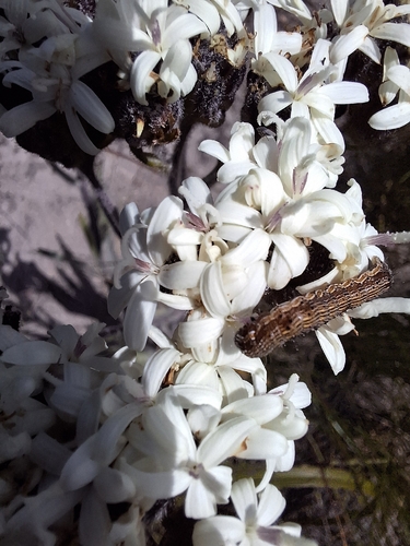 Hairy Plampers (Corymbium villosum)
