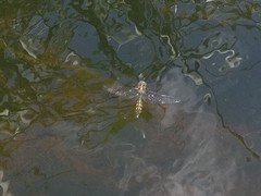 Hemicordulia armstrongi