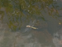 Hemicordulia armstrongi