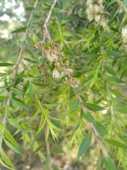 Melaleuca bracteata