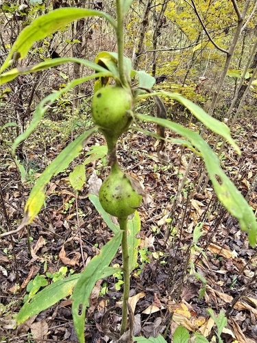 Unknown species found near Luttrell, TN 37779, USA