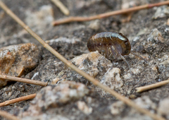 Talitroides topitotum