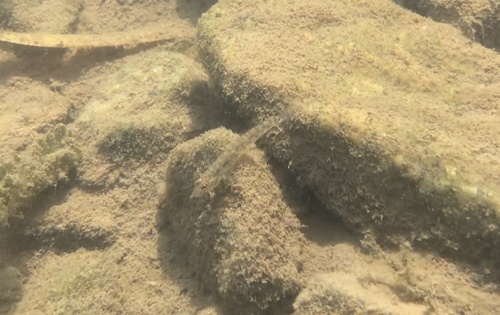 River Goby (Awaous tajasica) — Gobiidae