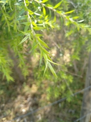 Melaleuca bracteata