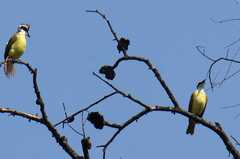 Pitangus sulphuratus