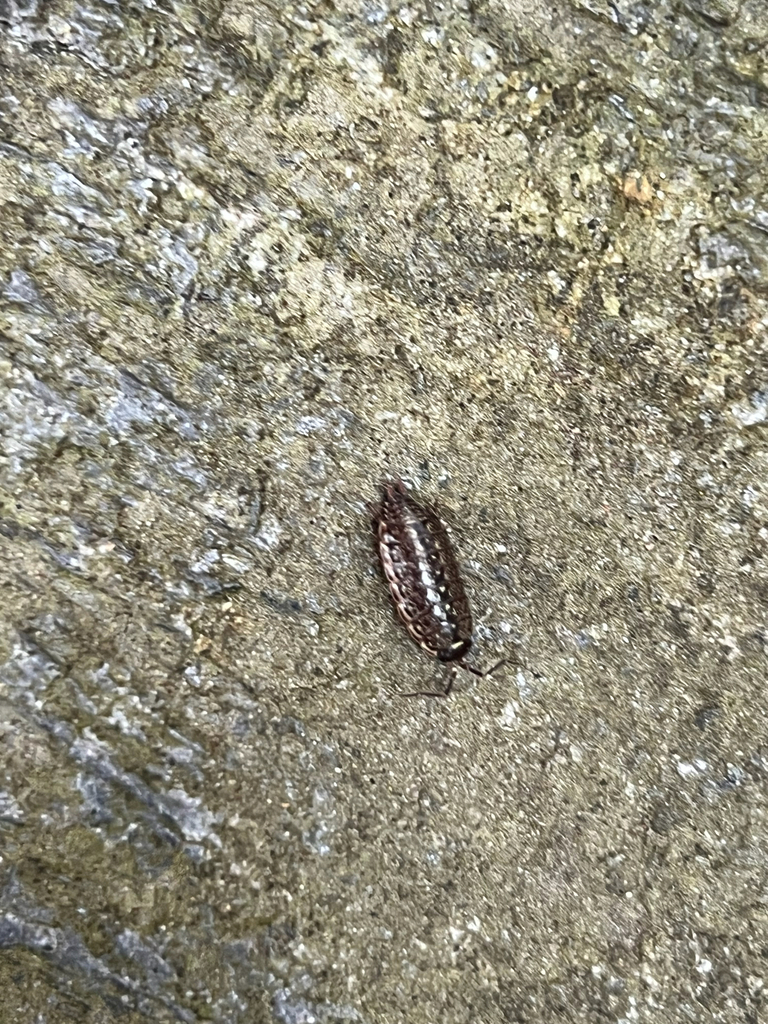 Common Striped Woodlouse