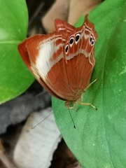 Abisara saturata kausambioides