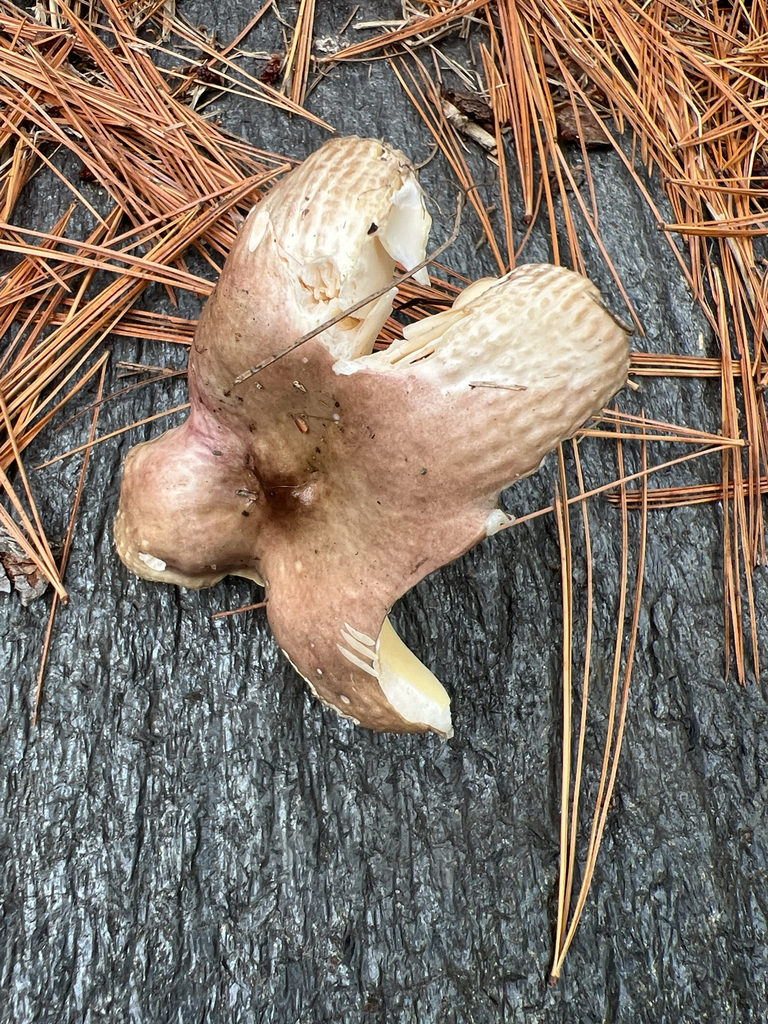 brittlegills