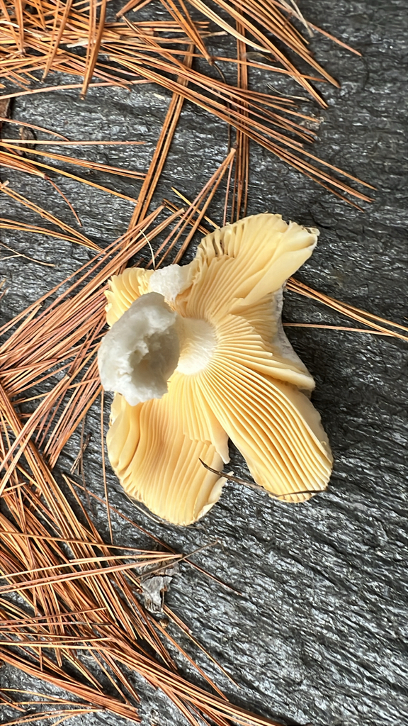 brittlegills