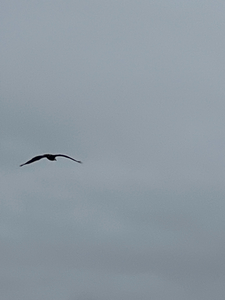 Bald Eagle