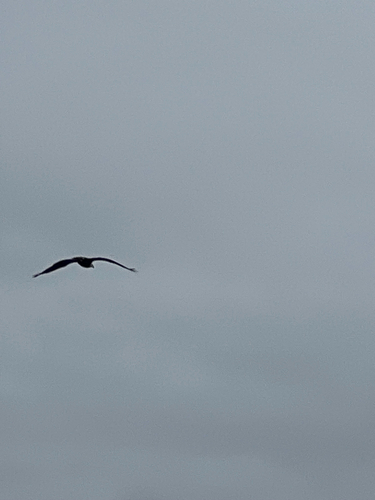 Bald Eagle