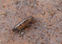 Talitroides topitotum