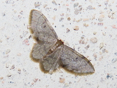Idaea bonifata