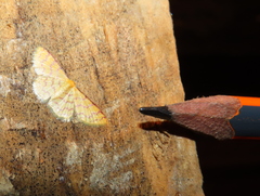 Idaea similinea
