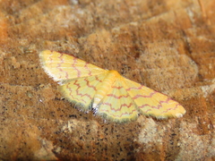 Idaea similinea