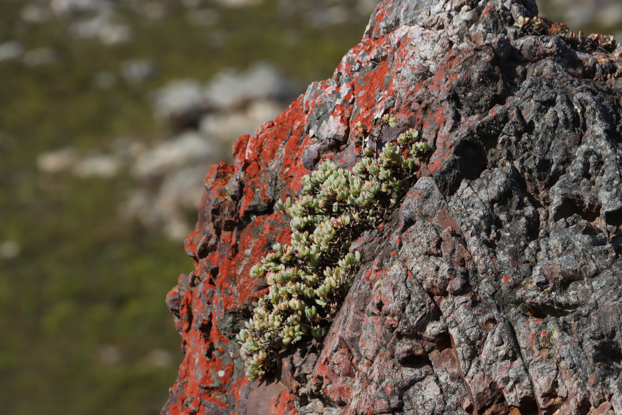 Gum Toothfig (Oscularia caulescens)