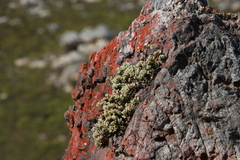 Oscularia caulescens, photograph (c) Tony Rebelo, some rights reserved (CC BY-SA)
