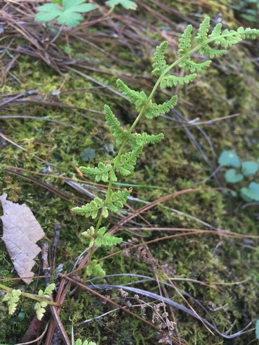 Phillips's cliff fern (Woodsia phillipsii)