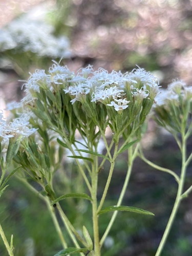 Sawtooth Candyleaf (Stevia serrata)