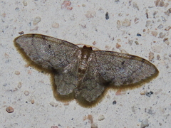 Idaea bonifata