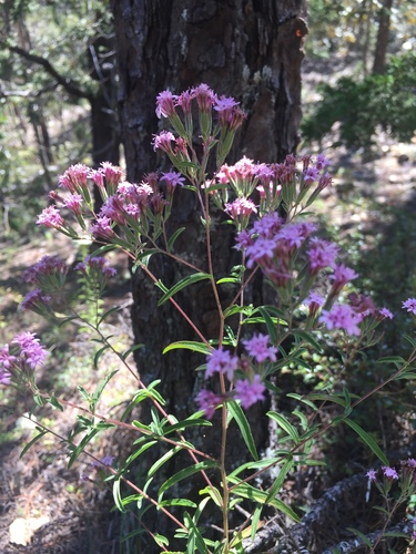 Viscid candyleaf (Stevia viscida)
