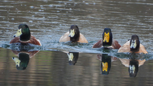 Mallard photographed in North Carolina