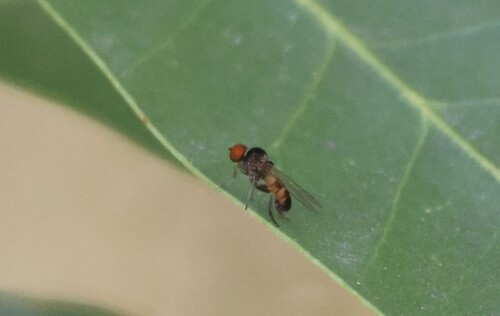 iNaturalist observation photo of Callomyiinae