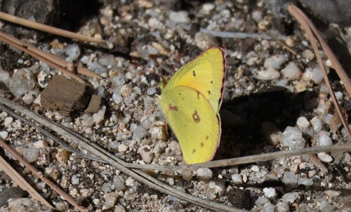 iNaturalist observation photo of Orange Sulphur