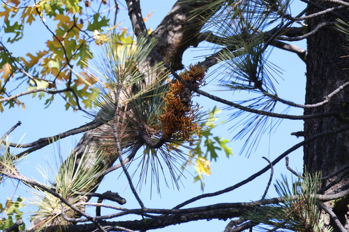 iNaturalist observation photo of Western Dwarf-Mistletoe