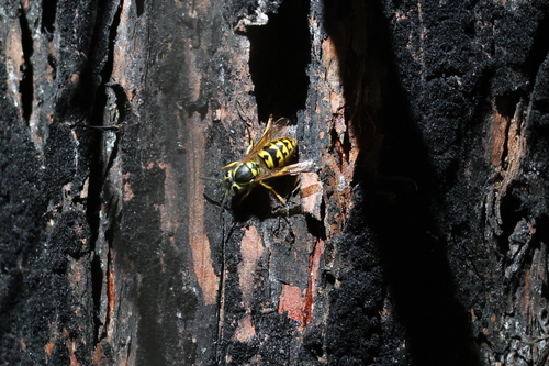 iNaturalist observation photo of Western Yellowjacket