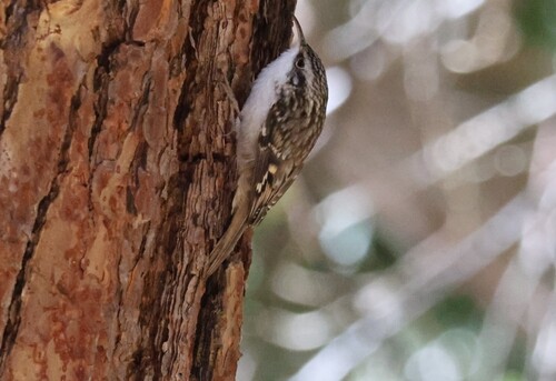 iNaturalist observation photo of Brown Creeper
