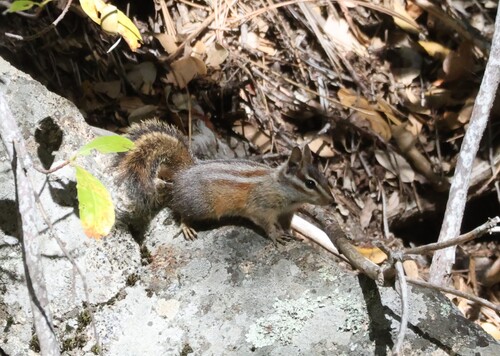 iNaturalist observation photo of Merriam's Chipmunk
