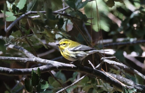iNaturalist observation photo of Townsend's Warbler