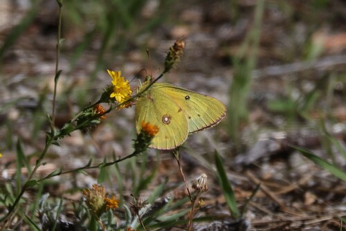 iNaturalist observation photo of Orange Sulphur