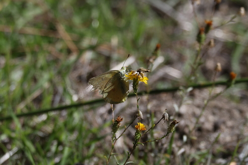 iNaturalist observation photo of Orange Sulphur