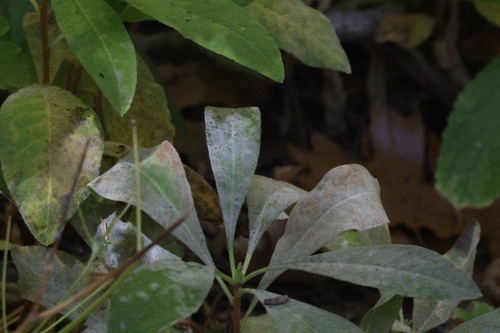 iNaturalist observation photo of Erysiphe azaleae