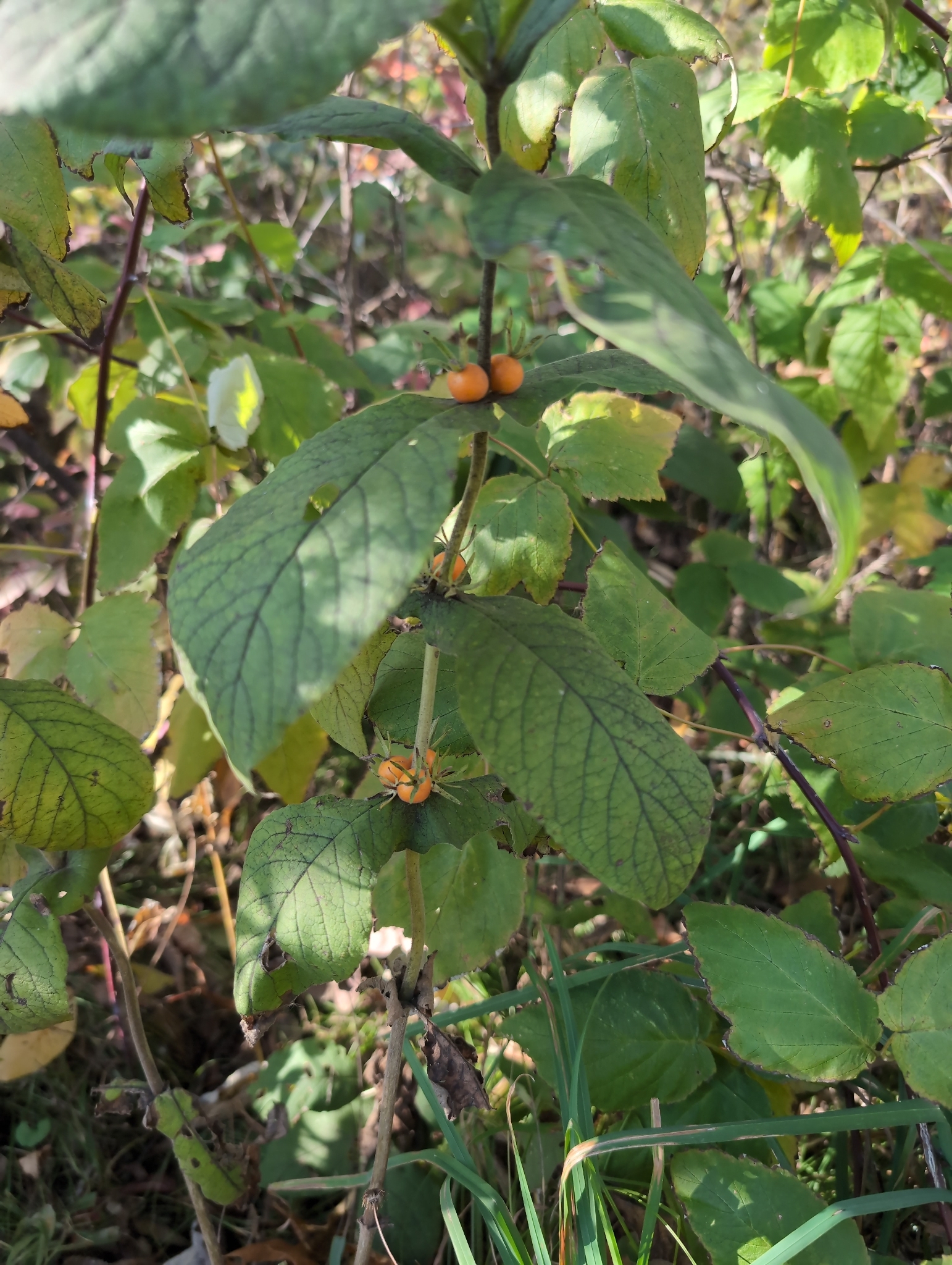 Perfoliate Tinker's-Weed (Triosteum perfoliatum)