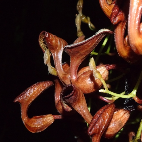 Aristolochia maxima, photograph 2