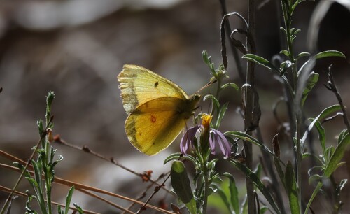 iNaturalist observation photo of Orange Sulphur