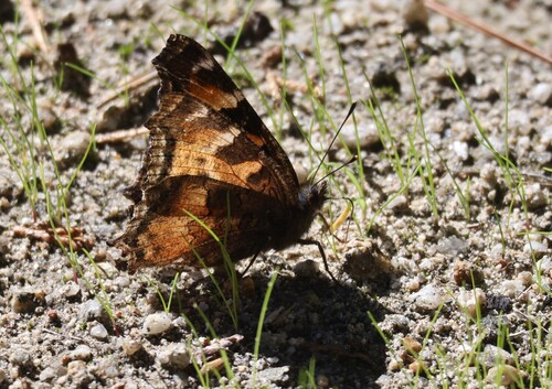 iNaturalist observation photo of California Tortoiseshell