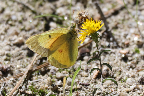 iNaturalist observation photo of Orange Sulphur
