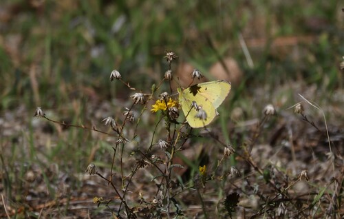 iNaturalist observation photo of Orange Sulphur