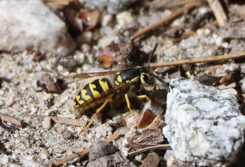 iNaturalist observation photo of Western Yellowjacket